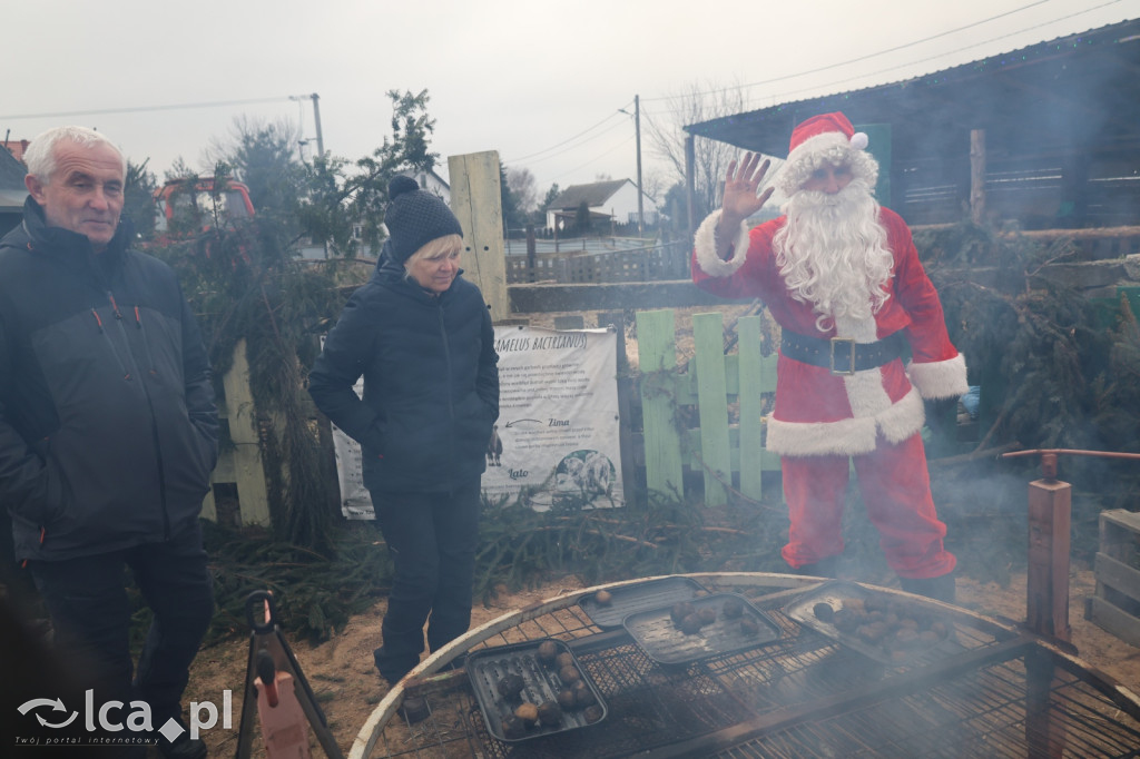 Żywa szopka w Grzymalinie z wielbłądami
