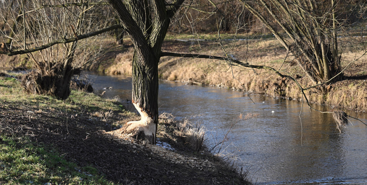 Bobry znów niszczą drzewa nad Kaczawą