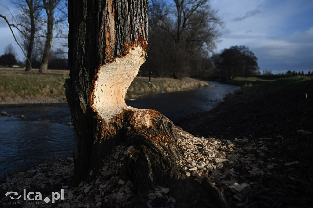 Bobry znów niszczą drzewa nad Kaczawą
