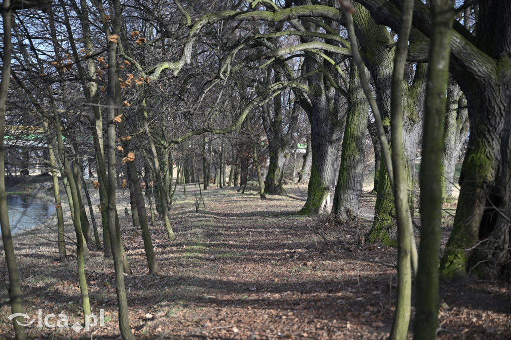 Bobry znów niszczą drzewa nad Kaczawą