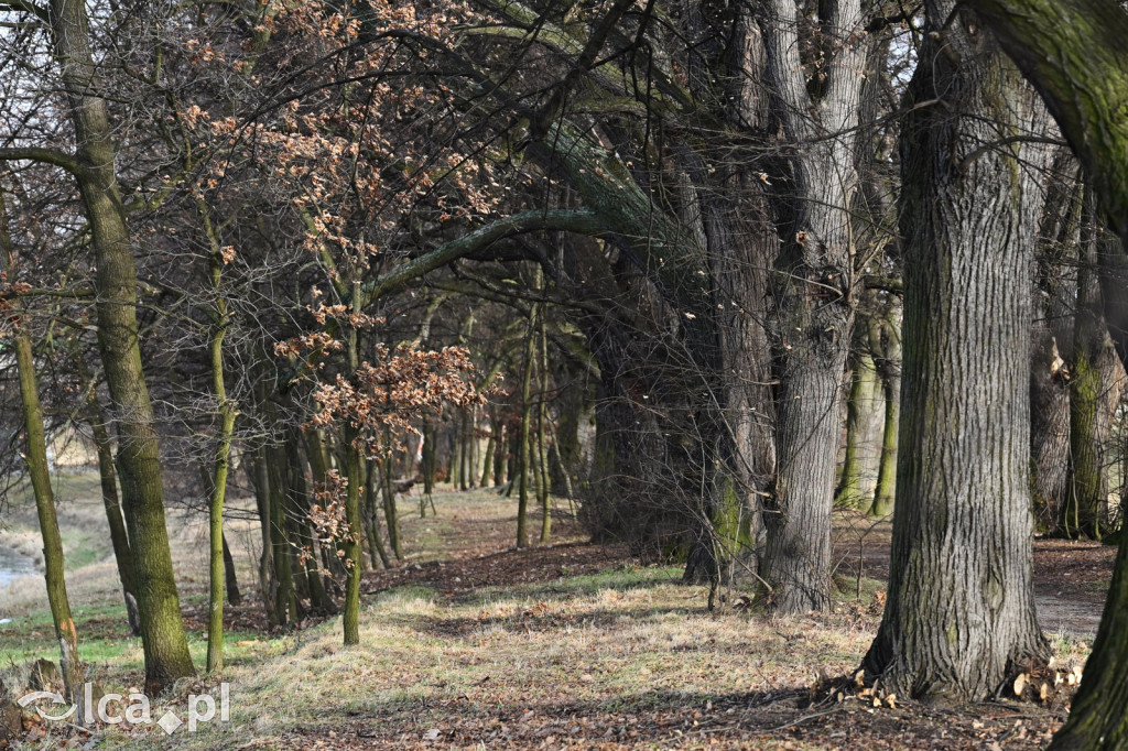 Bobry znów niszczą drzewa nad Kaczawą
