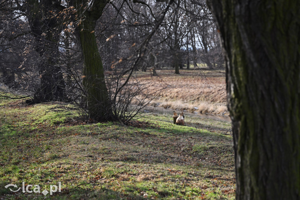 Bobry znów niszczą drzewa nad Kaczawą