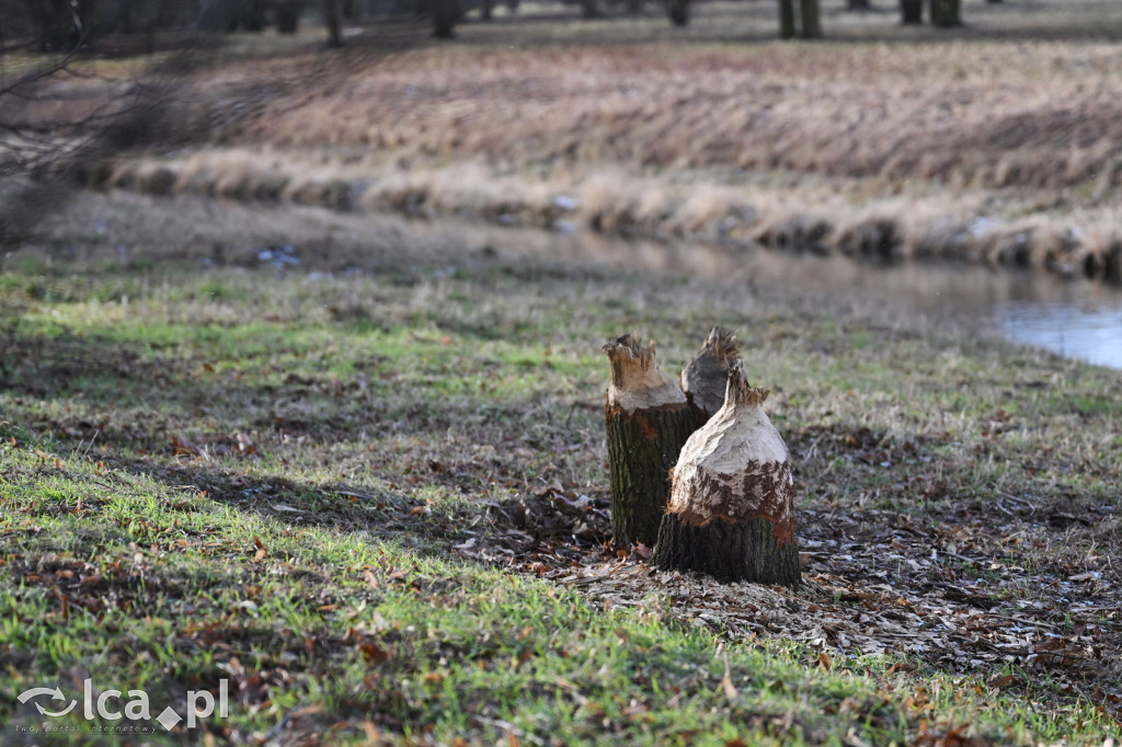 Bobry znów niszczą drzewa nad Kaczawą