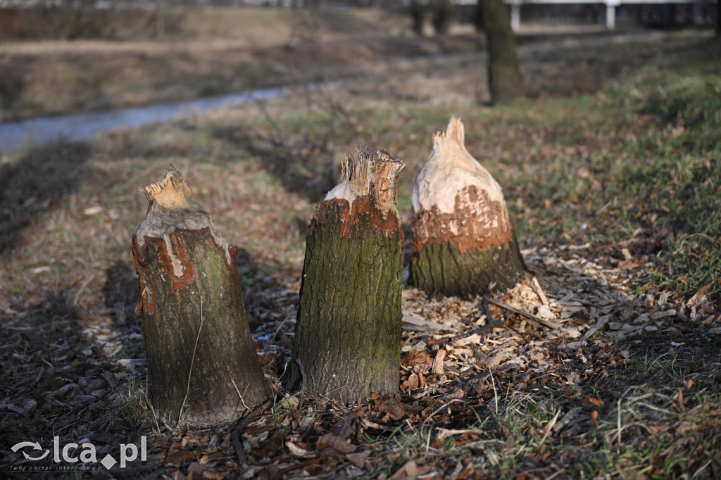 Bobry znów niszczą drzewa nad Kaczawą