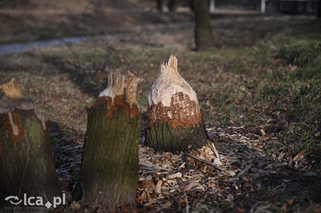 Bobry znów niszczą drzewa nad Kaczawą