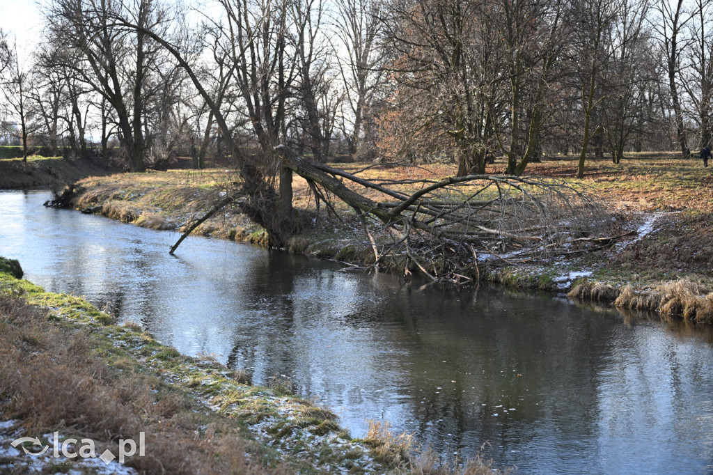 Bobry znów niszczą drzewa nad Kaczawą