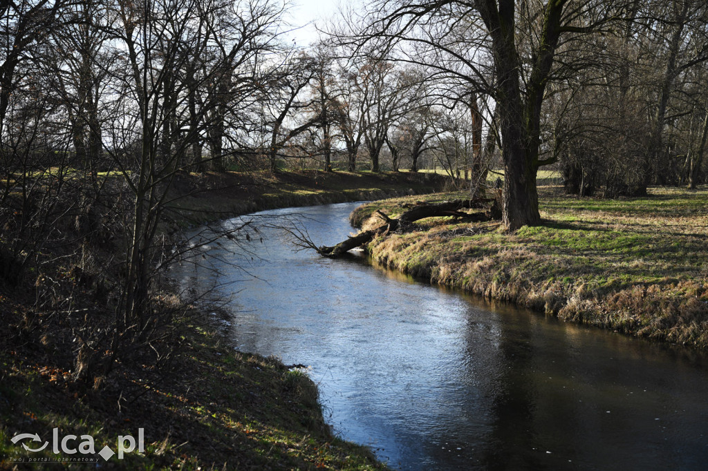 Bobry znów niszczą drzewa nad Kaczawą