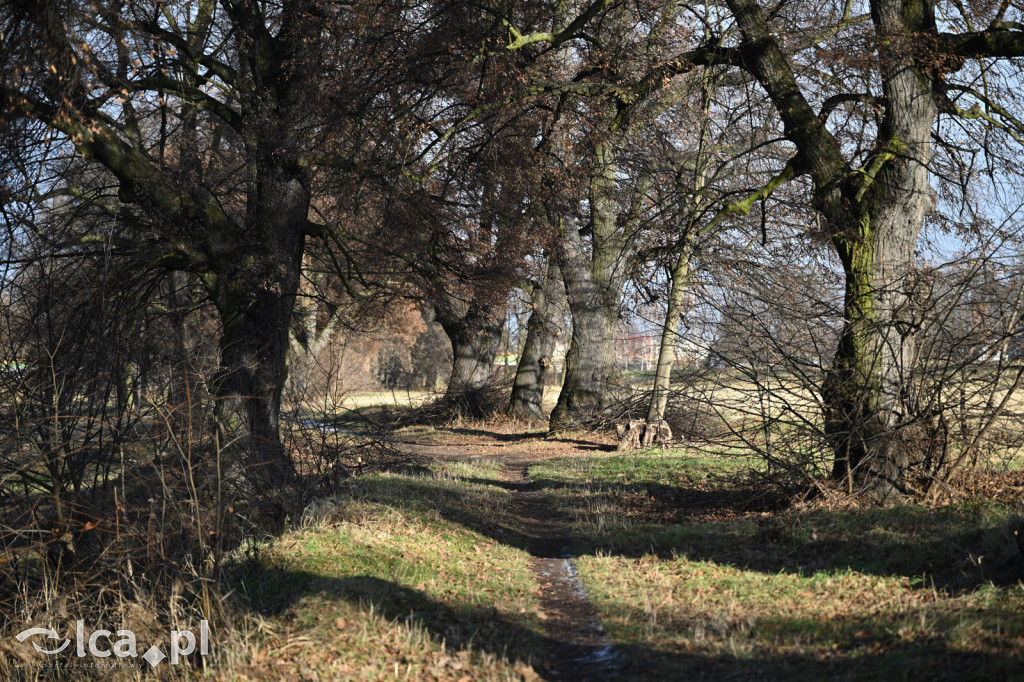 Bobry znów niszczą drzewa nad Kaczawą
