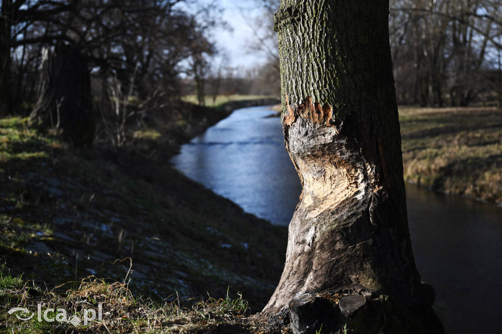 Bobry znów niszczą drzewa nad Kaczawą