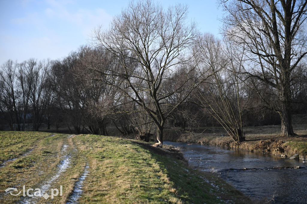 Bobry znów niszczą drzewa nad Kaczawą