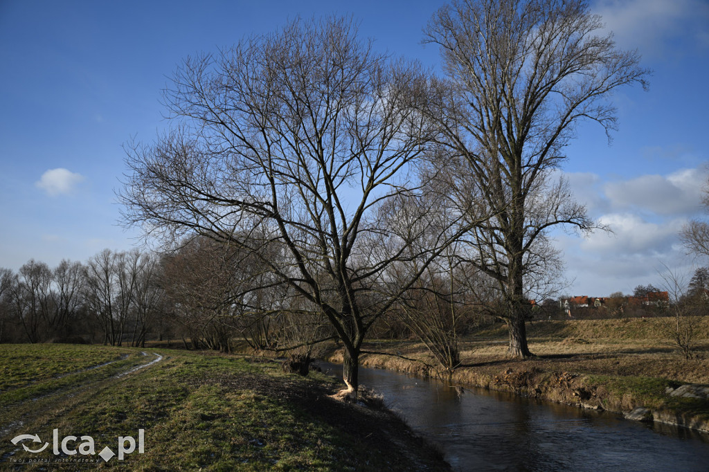 Bobry znów niszczą drzewa nad Kaczawą