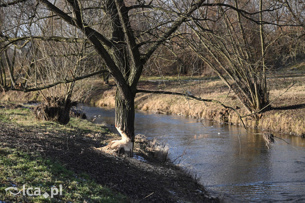 Bobry znów niszczą drzewa nad Kaczawą