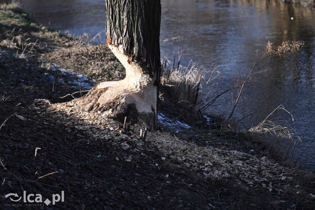 Bobry znów niszczą drzewa nad Kaczawą