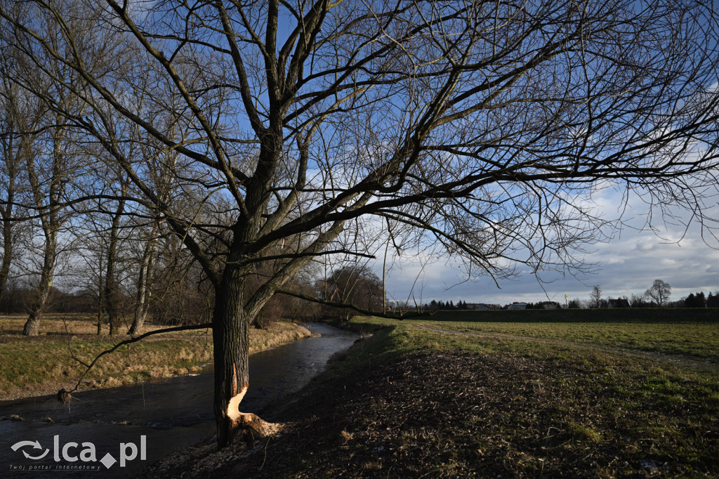 Bobry znów niszczą drzewa nad Kaczawą