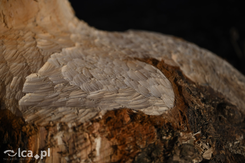 Bobry znów niszczą drzewa nad Kaczawą