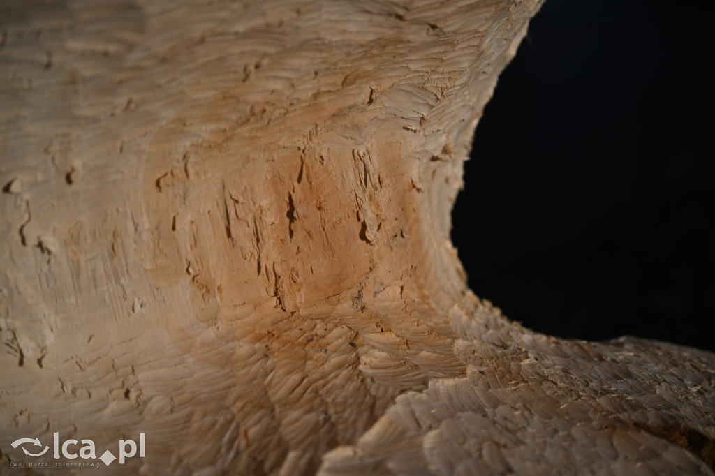 Bobry znów niszczą drzewa nad Kaczawą