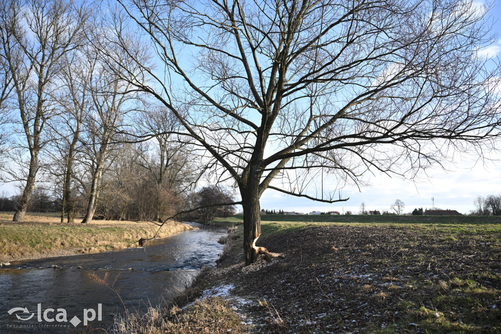 Bobry znów niszczą drzewa nad Kaczawą