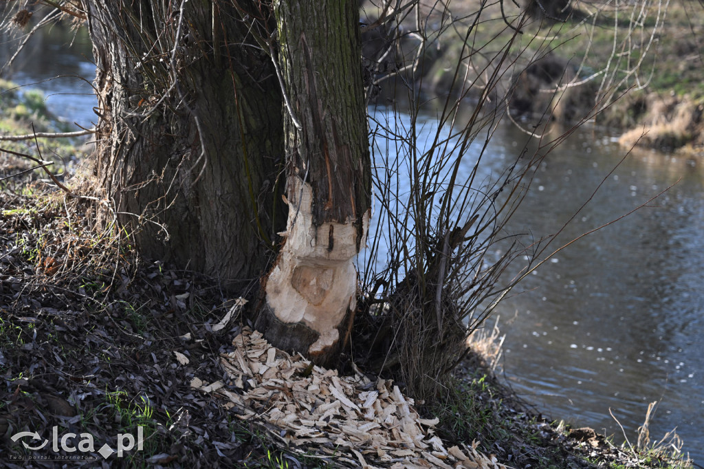 Bobry znów niszczą drzewa nad Kaczawą