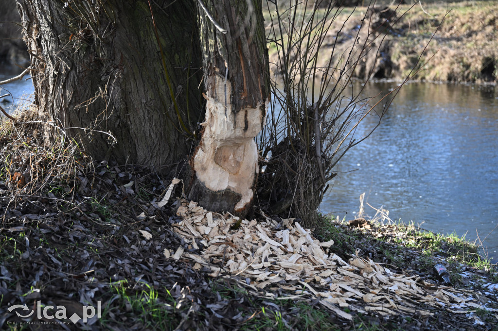 Bobry znów niszczą drzewa nad Kaczawą