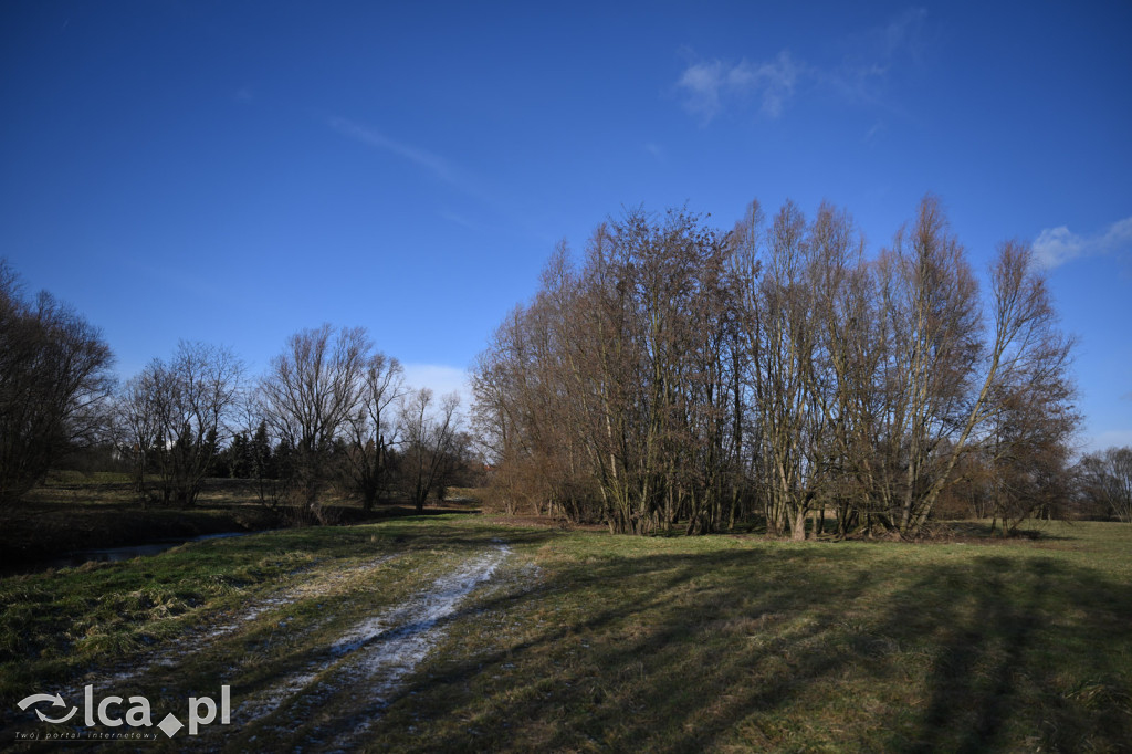 Bobry znów niszczą drzewa nad Kaczawą