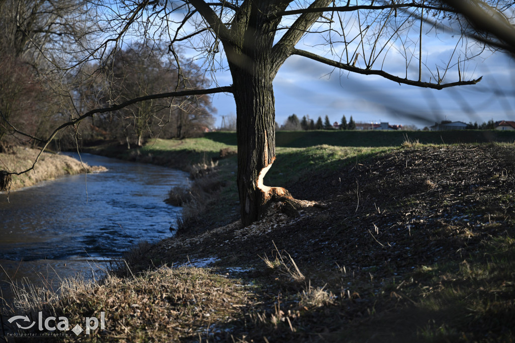Bobry znów niszczą drzewa nad Kaczawą