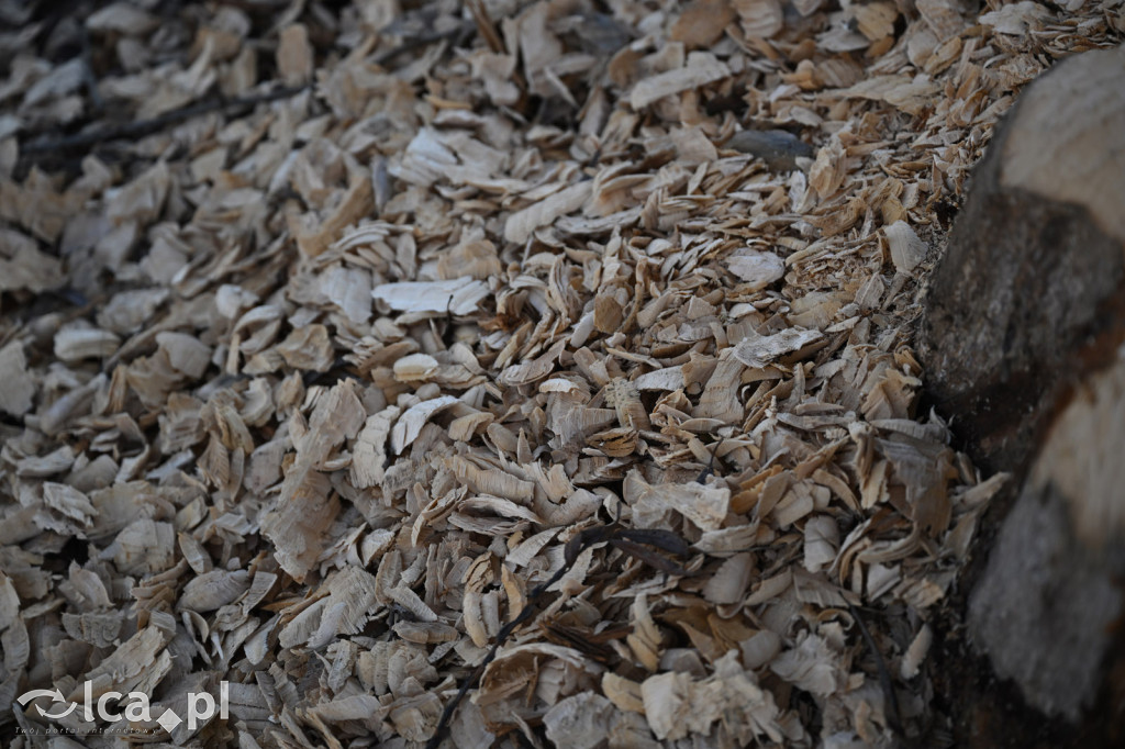 Bobry znów niszczą drzewa nad Kaczawą