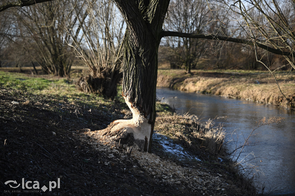 Bobry znów niszczą drzewa nad Kaczawą