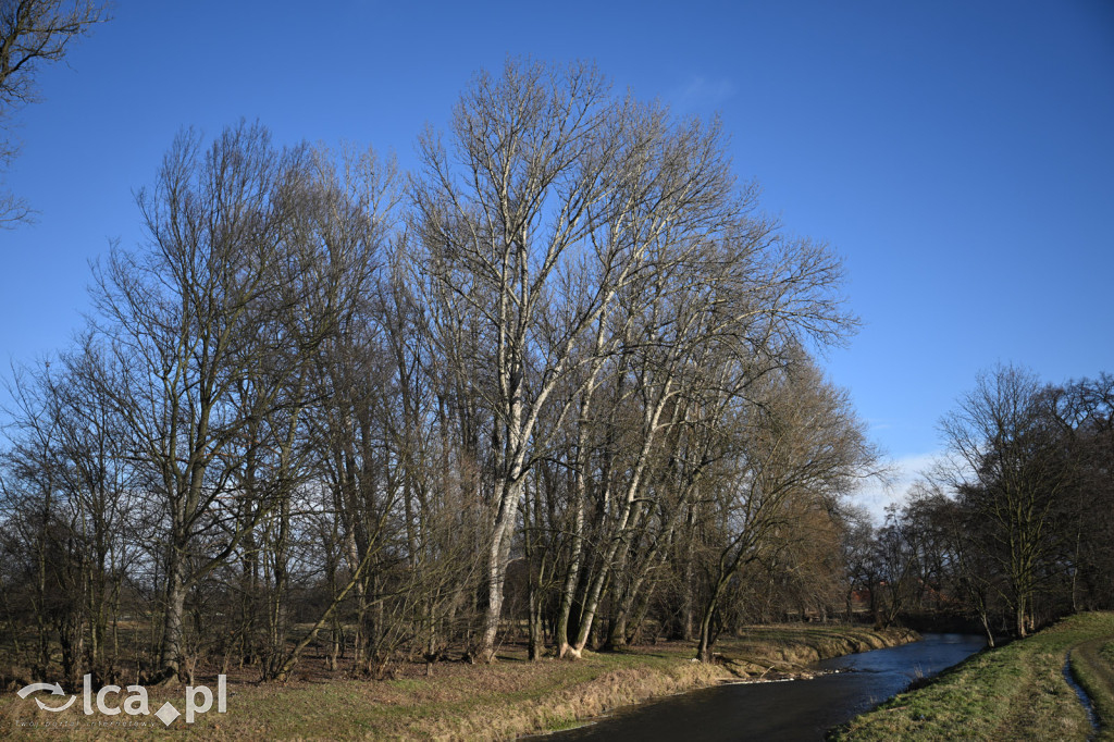 Bobry znów niszczą drzewa nad Kaczawą