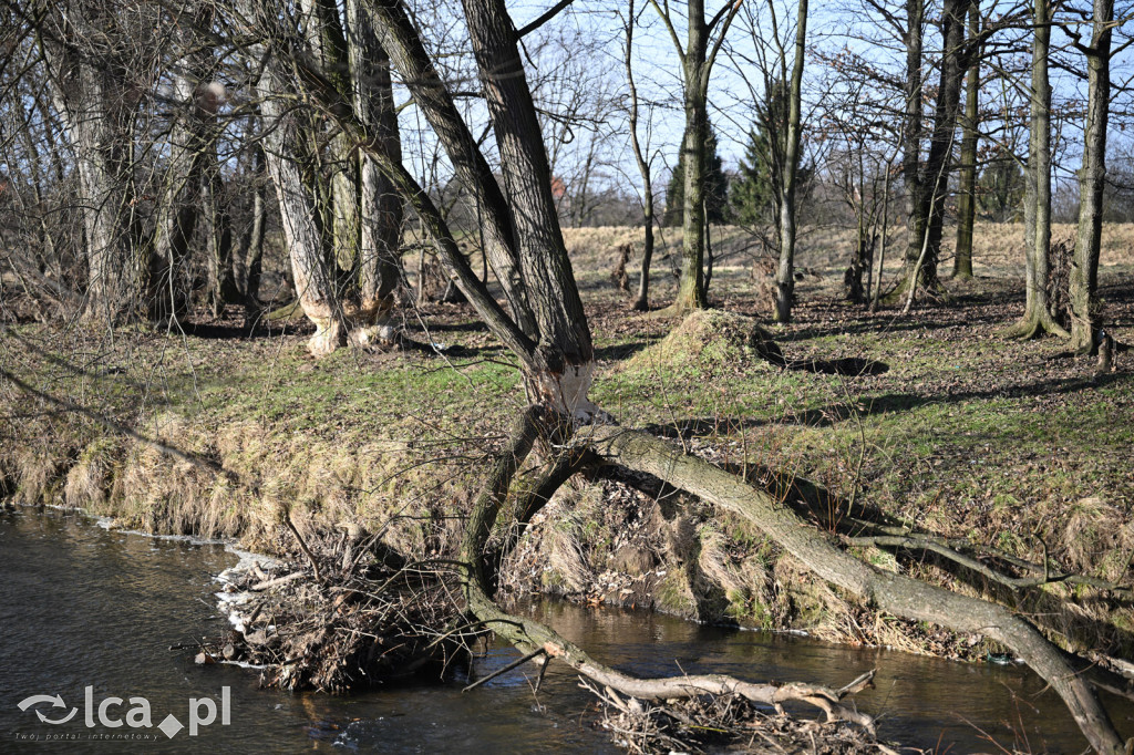 Bobry znów niszczą drzewa nad Kaczawą