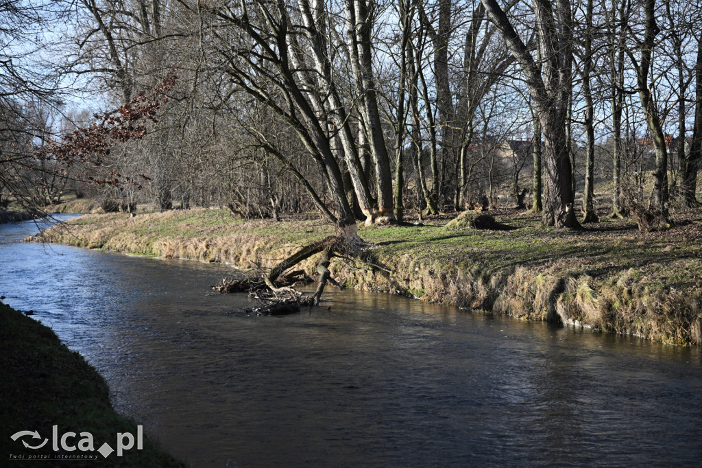Bobry znów niszczą drzewa nad Kaczawą