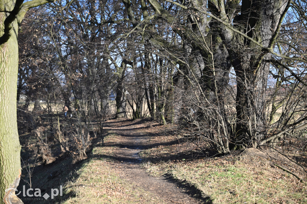 Bobry znów niszczą drzewa nad Kaczawą