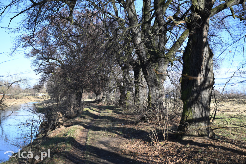 Bobry znów niszczą drzewa nad Kaczawą