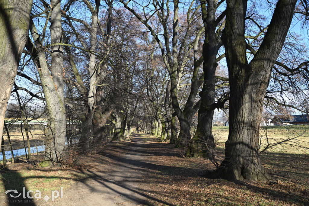 Bobry znów niszczą drzewa nad Kaczawą