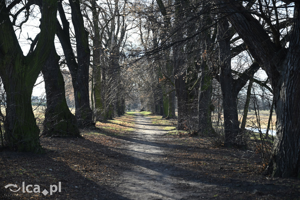 Bobry znów niszczą drzewa nad Kaczawą