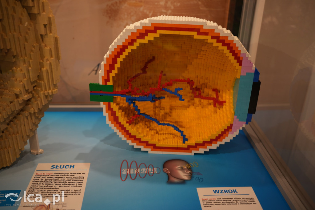 Wystawa Budowli z Klocków LEGO® w Sky Tower