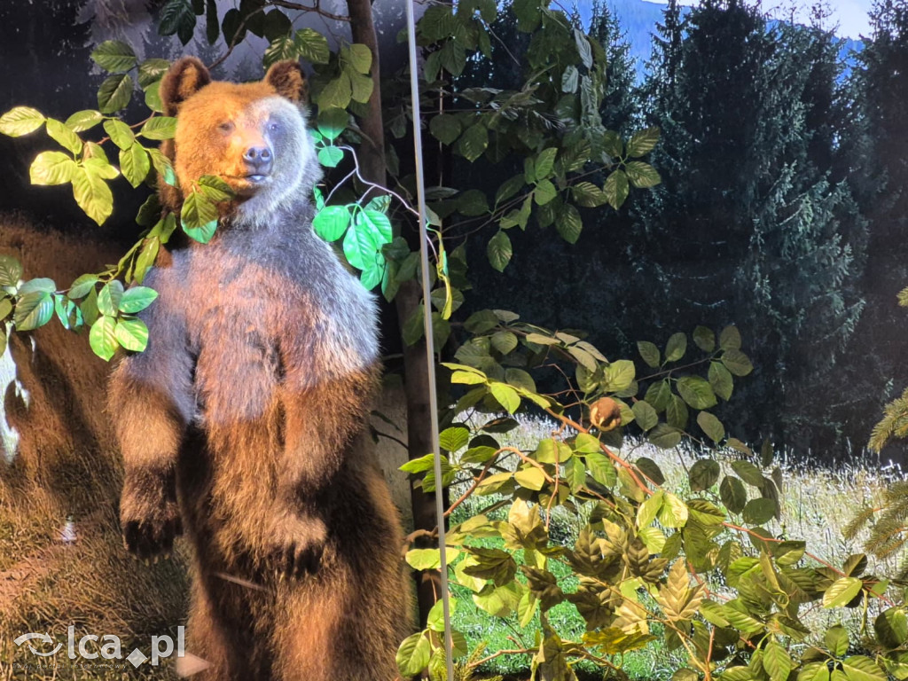 TPD i zimowy wyjazd dzieci pod Tatry