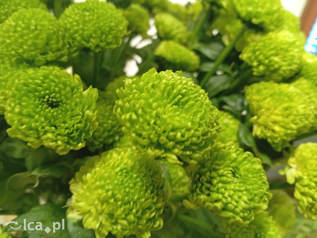 Ekskluzywna florystyka w sercu Legnicy