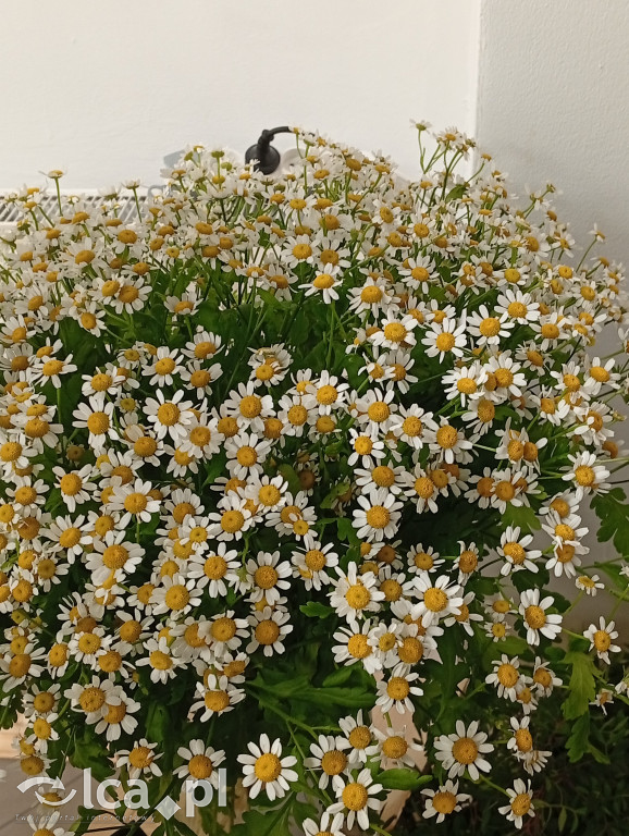 Ekskluzywna florystyka w sercu Legnicy