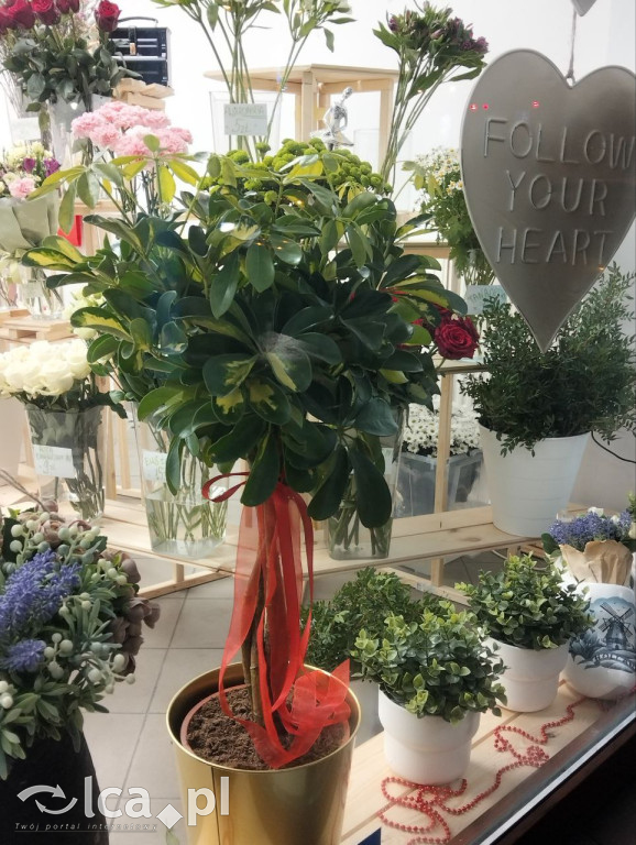 Ekskluzywna florystyka w sercu Legnicy