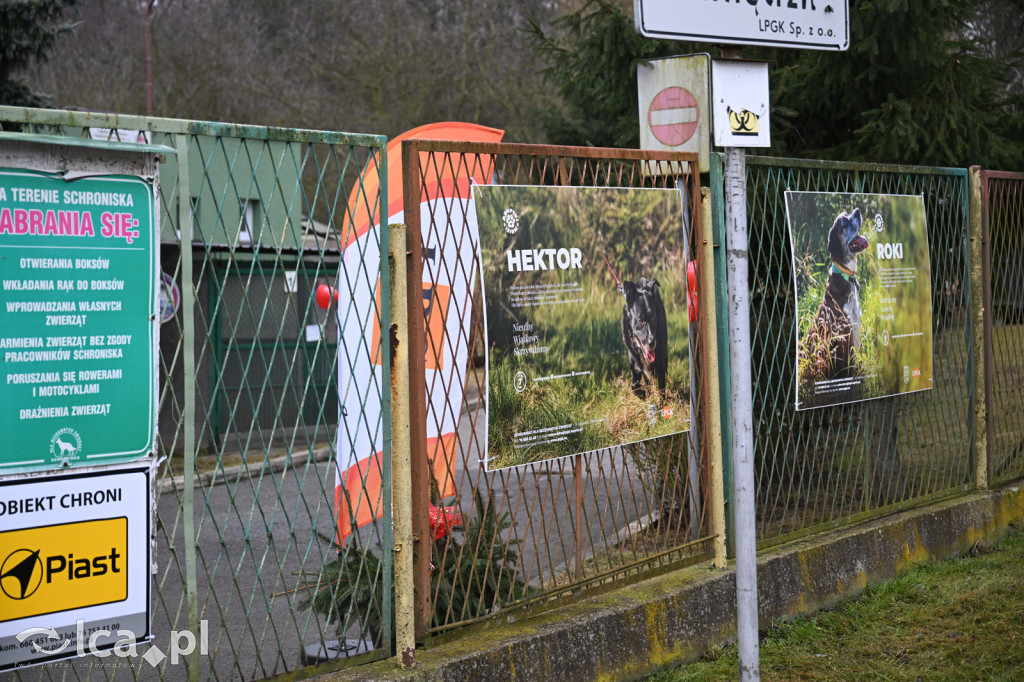 „Walentynki z Bezdomniakiem”