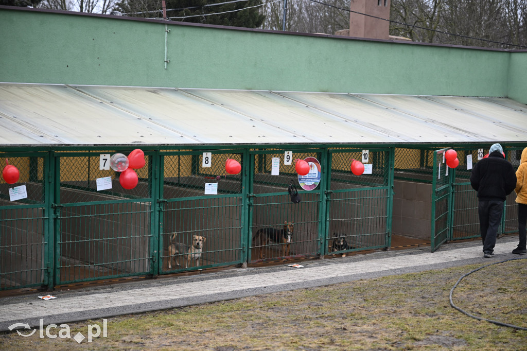 „Walentynki z Bezdomniakiem”
