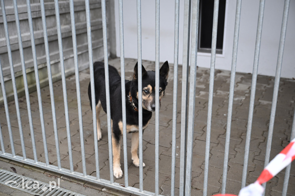 „Walentynki z Bezdomniakiem”