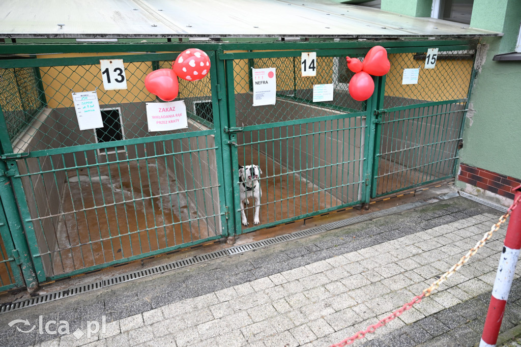 „Walentynki z Bezdomniakiem”