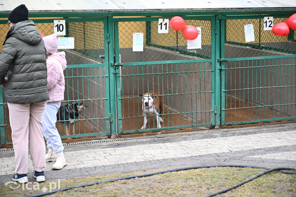 „Walentynki z Bezdomniakiem”