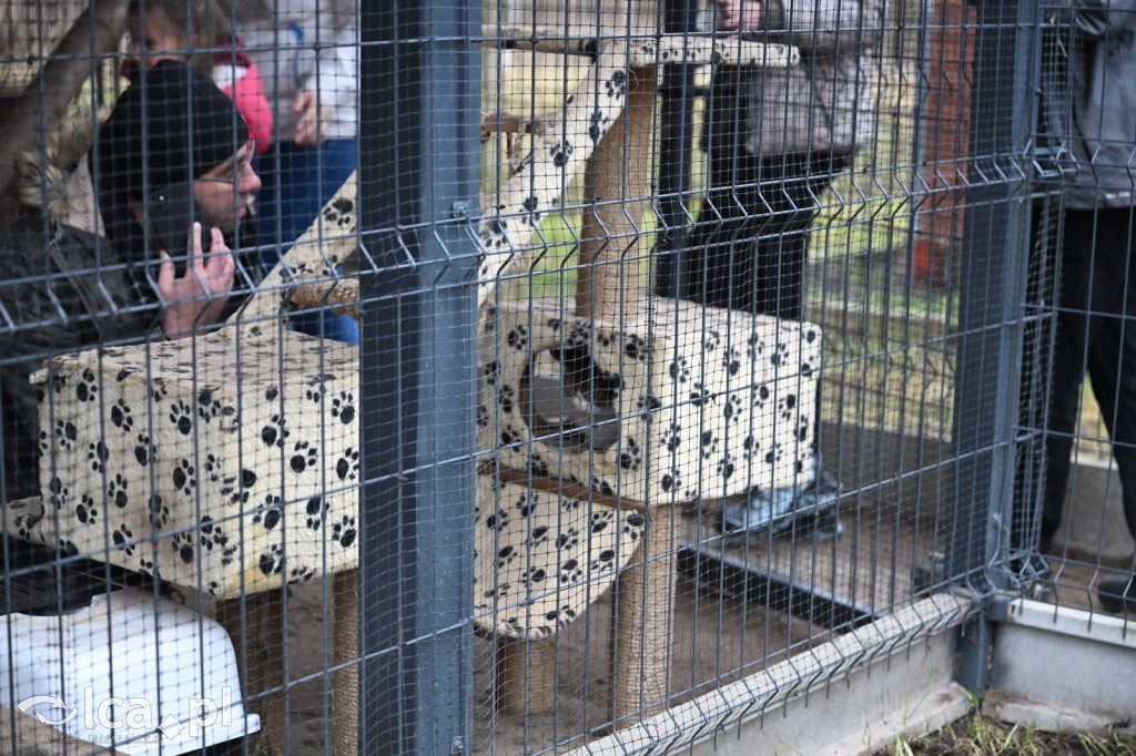 „Walentynki z Bezdomniakiem”