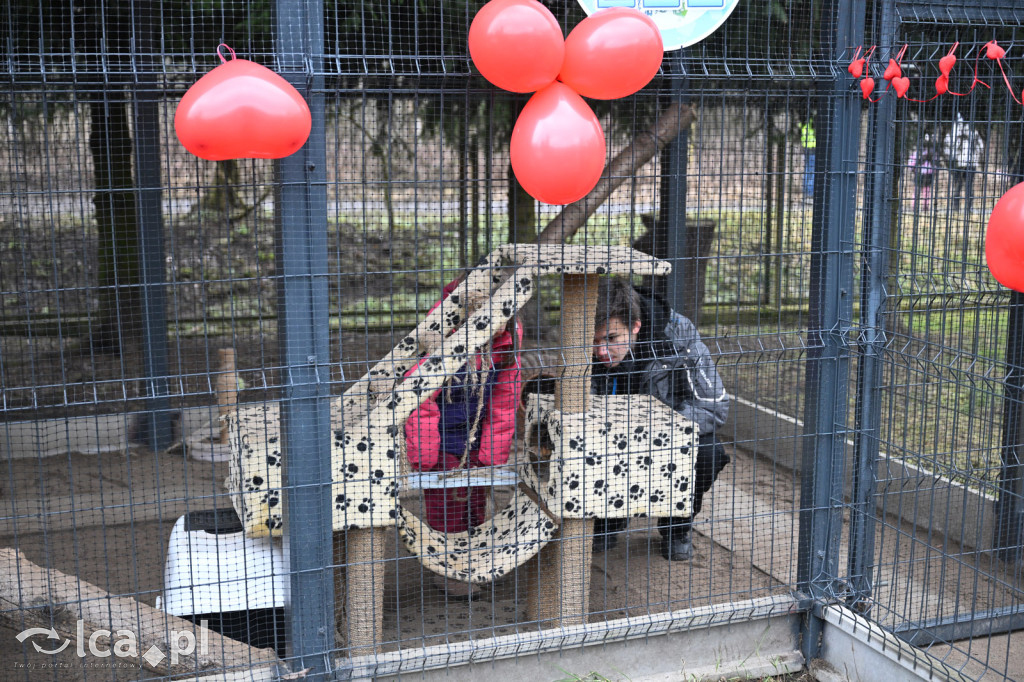 „Walentynki z Bezdomniakiem”