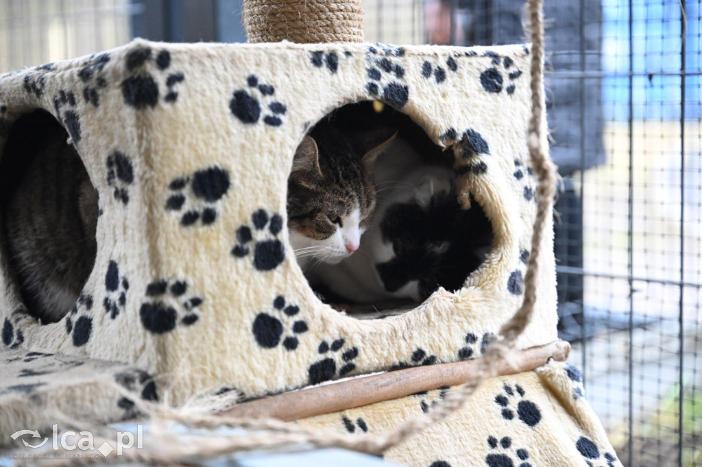 „Walentynki z Bezdomniakiem”