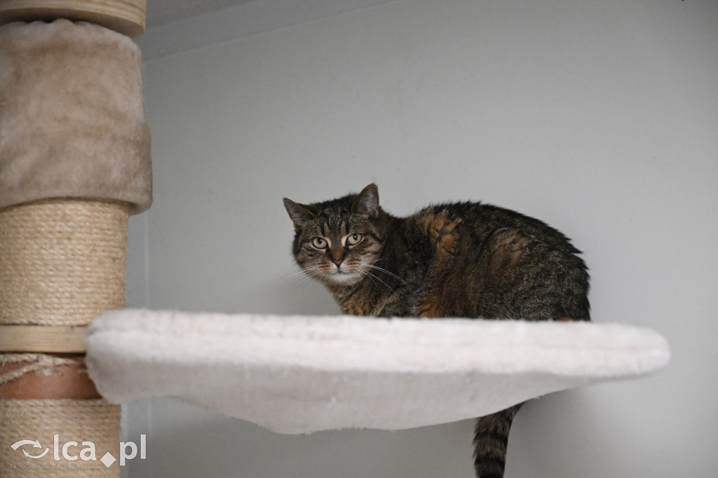 „Walentynki z Bezdomniakiem”