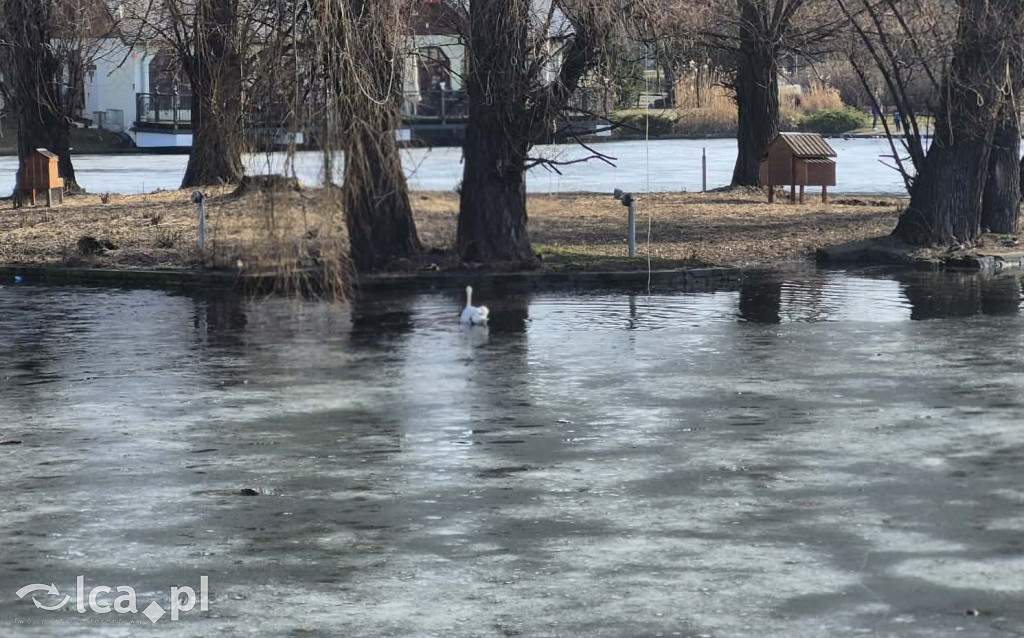 Łabędź wrócił na Kozi Staw