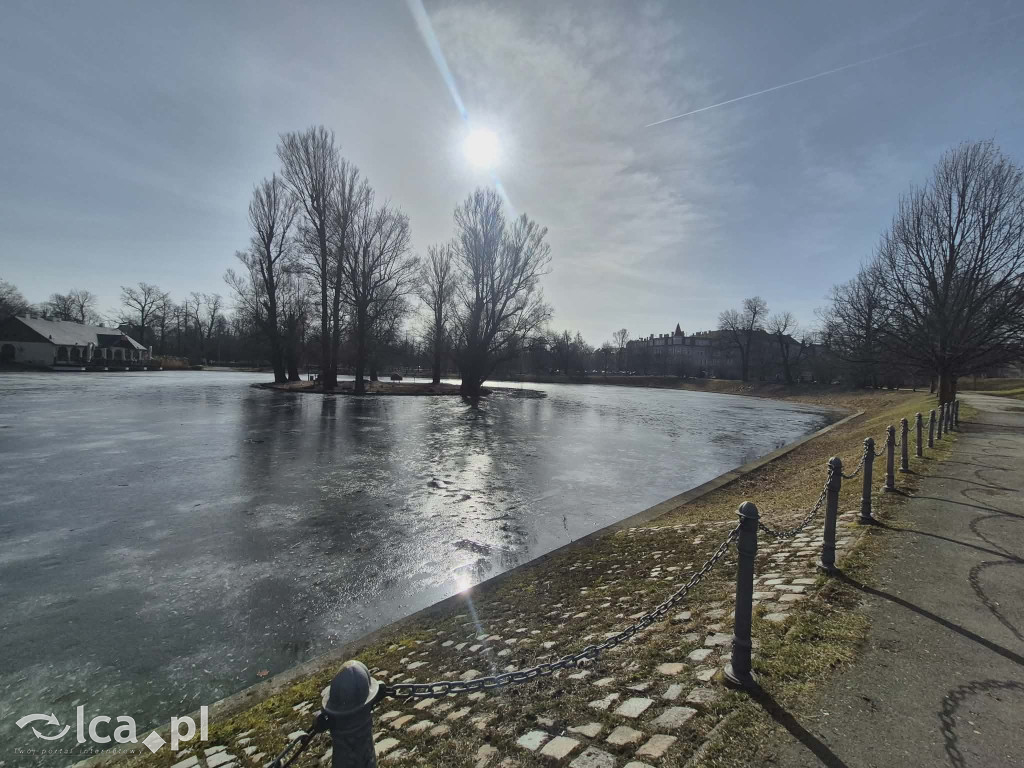 Łabędź wrócił na Kozi Staw